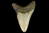Fossil Megalodon Tooth - North Carolina #124947-2
